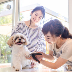 2025年度版 いぬ好きさんこんにちわ。トリミングサロンでしっかり集客する方法